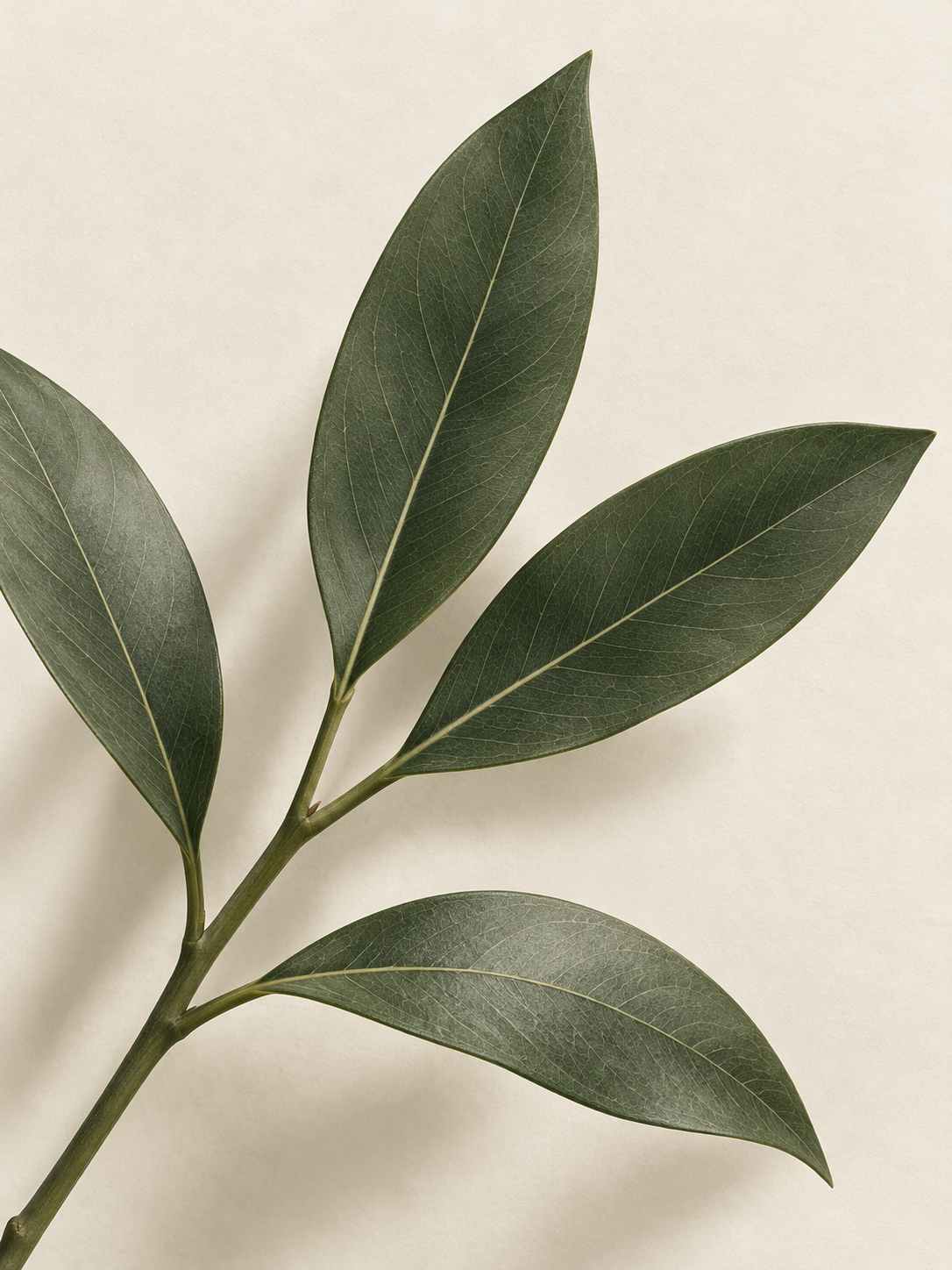 AI-generated olive leaf artwork; not a confirmed ingredient