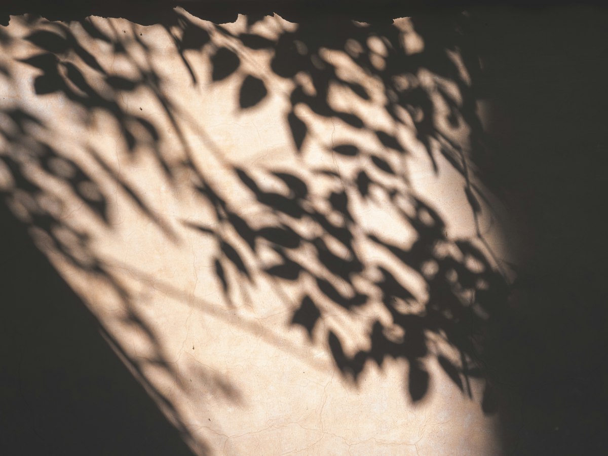 Sunlight and tree shadows on a wall, illustrative editorial photograph
