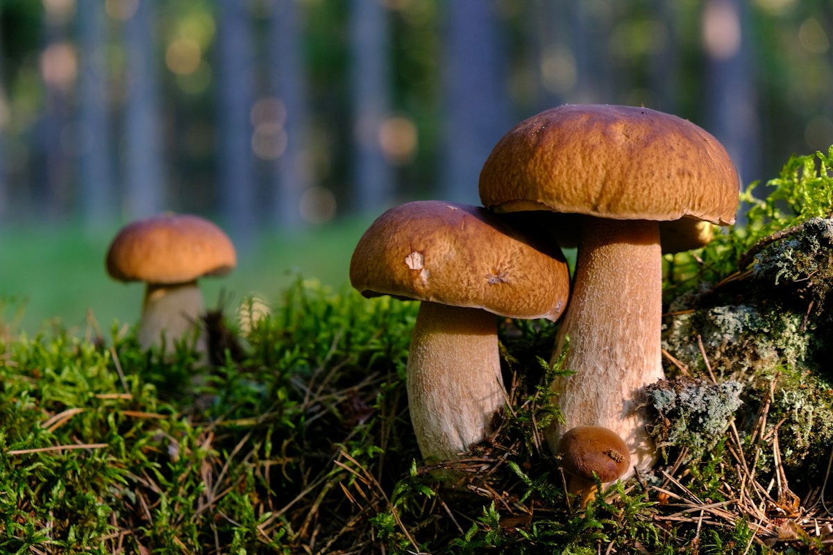 A woodland mushroom, illustrative photograph without species identification